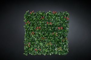 Photinia, Seto artificial